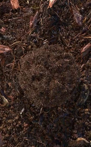 composted soil