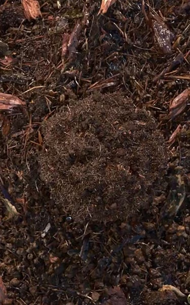 composted soil