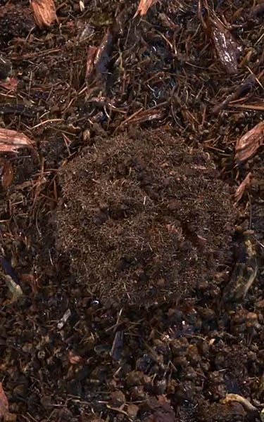 composted soil