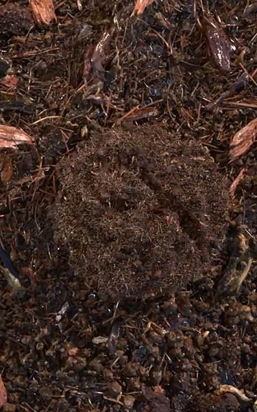 composted soil