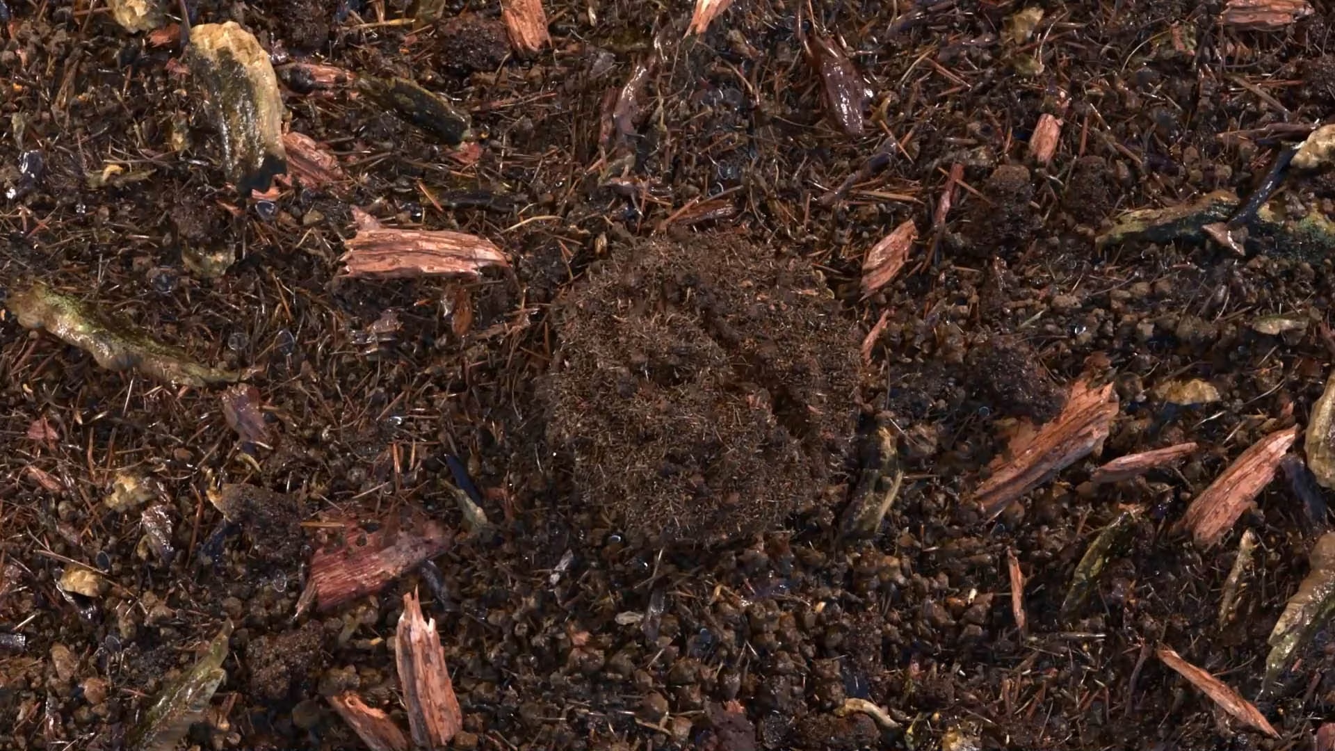 composted soil