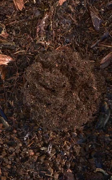 composted soil