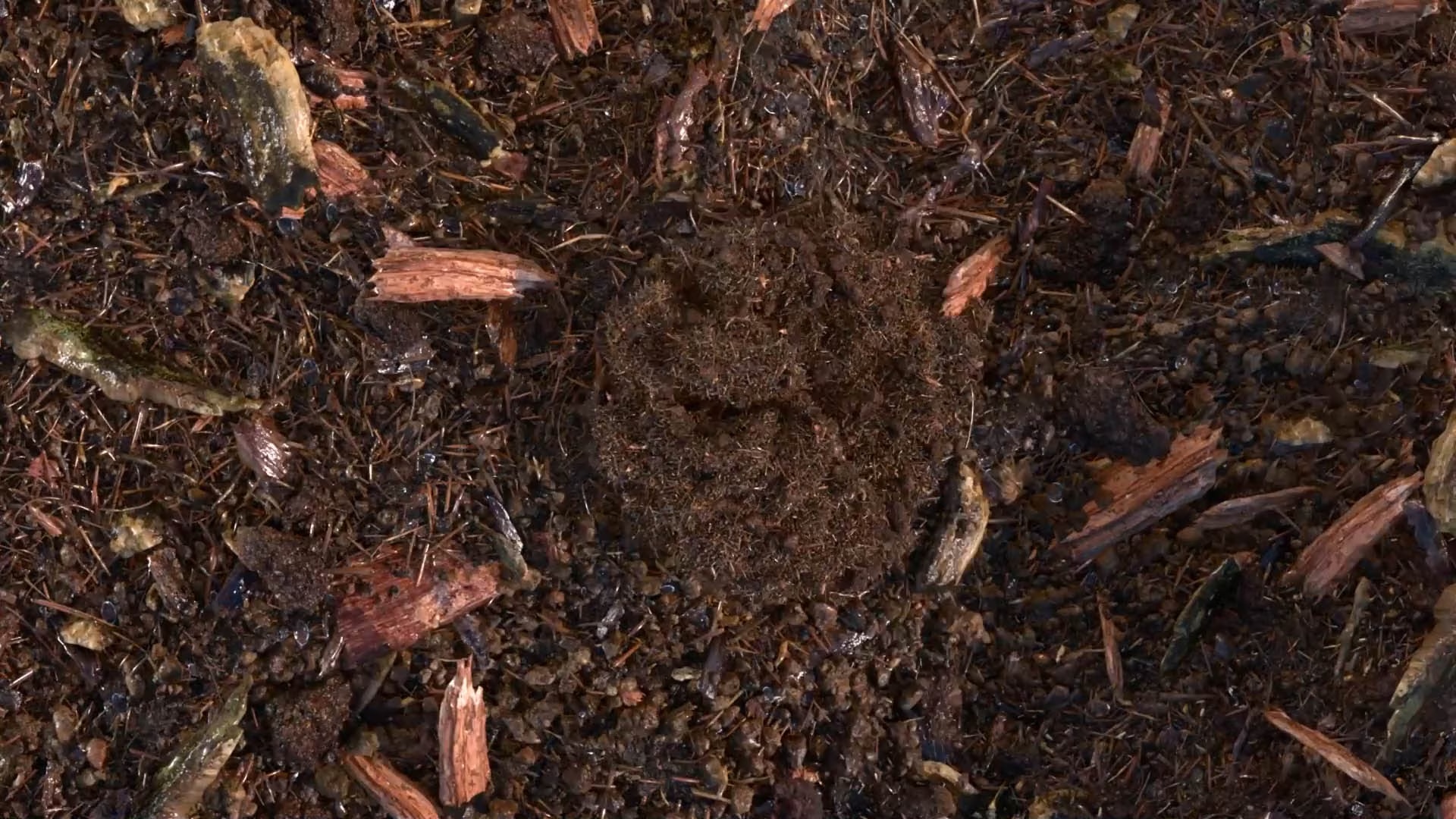 composted soil