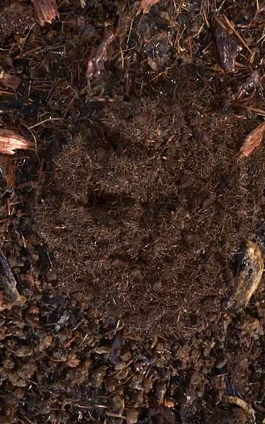 composted soil