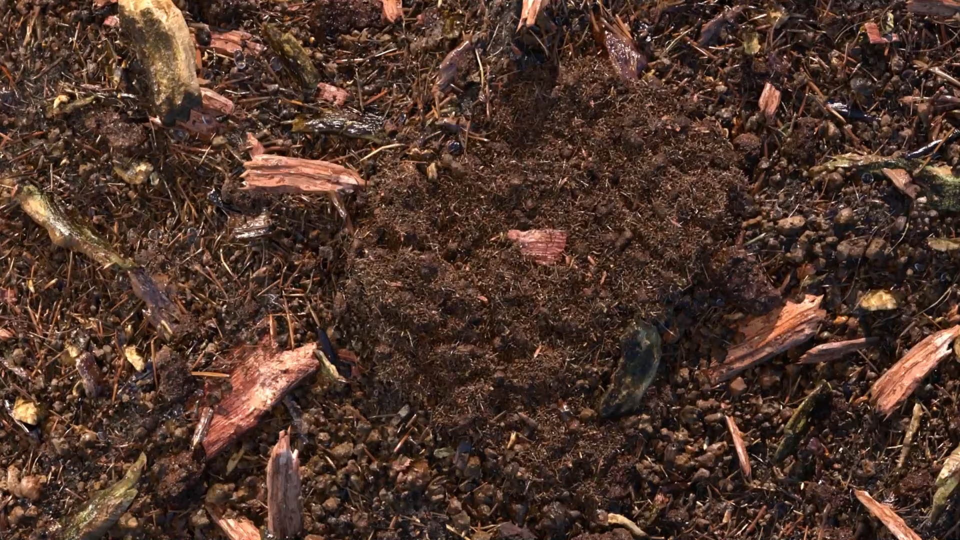 composted soil