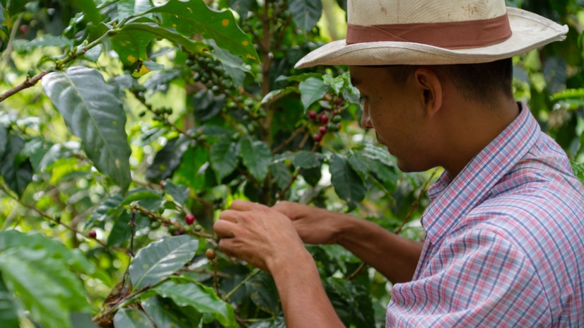 Farmer with coffee beans