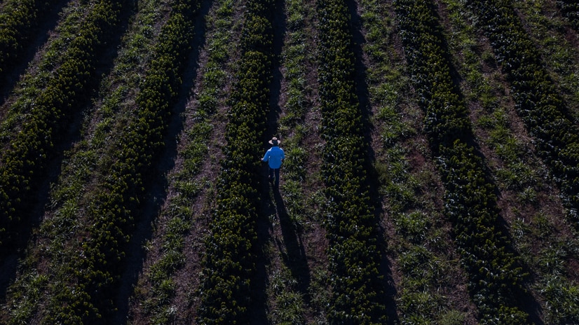 Farmer on field